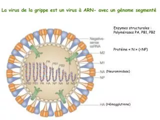 La virus de la grippe est un virus à ARN- avec un génome segmenté