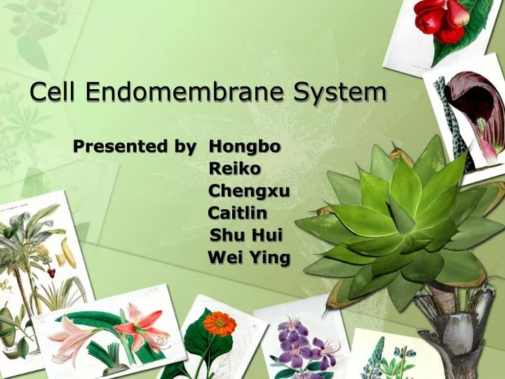 cell endomembrane system