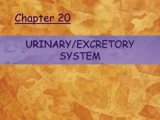 URINARY/EXCRETORY SYSTEM