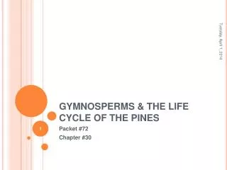 GYMNOSPERMS &amp; THE LIFE CYCLE OF THE PINES
