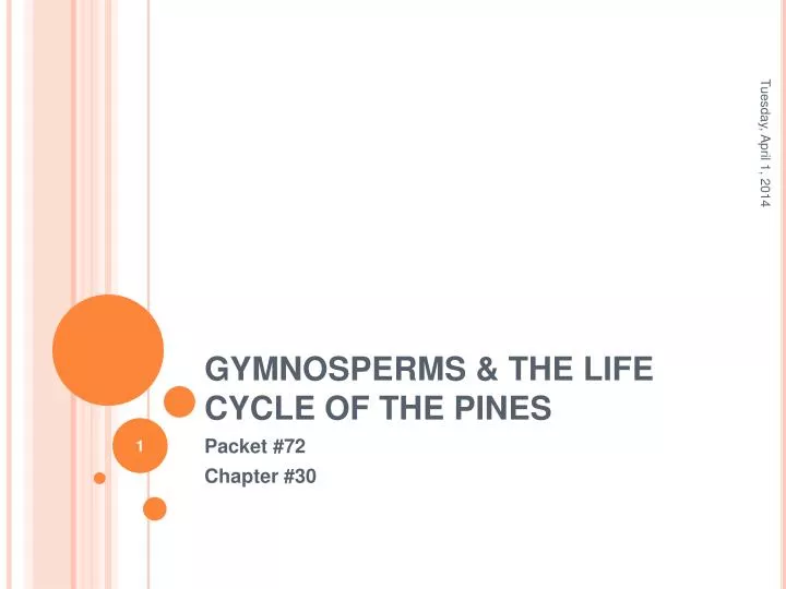 gymnosperms the life cycle of the pines