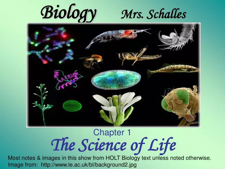 biology mrs schalles