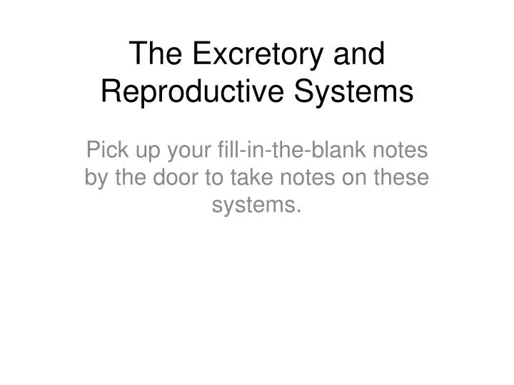 the excretory and reproductive systems
