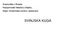 SVINJSKA KUGA - slide 1