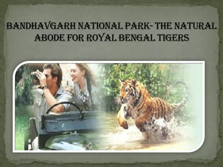 bandhavgarh national park the natural abode for royal bengal tigers