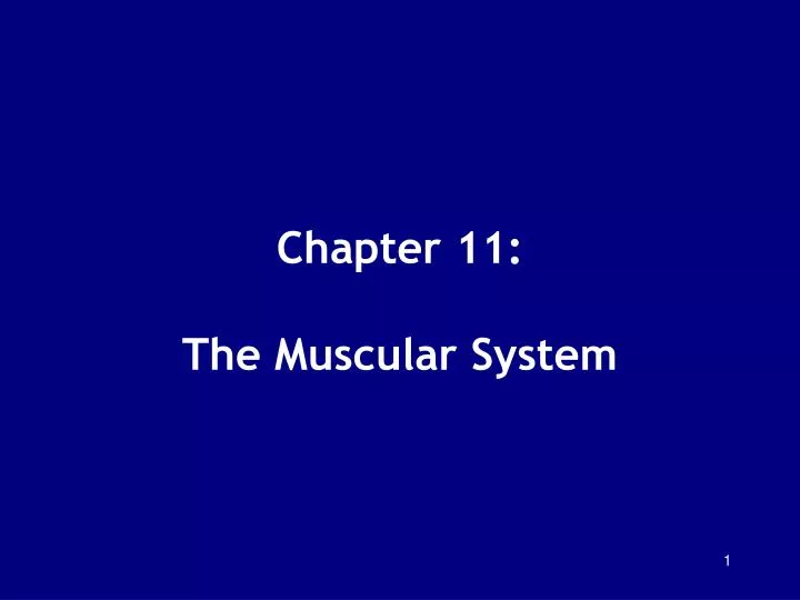 chapter 11 the muscular system