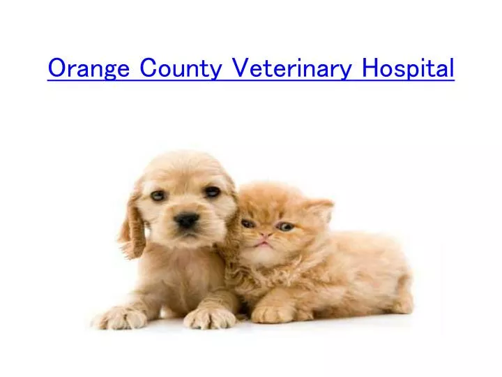 orange county veterinary h ospital