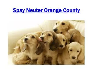 Spay Neuter Orange County
