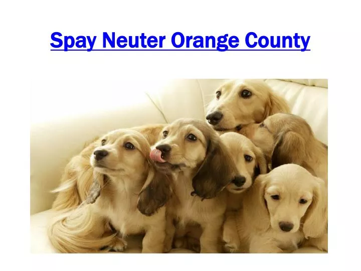 s pay neuter orange county