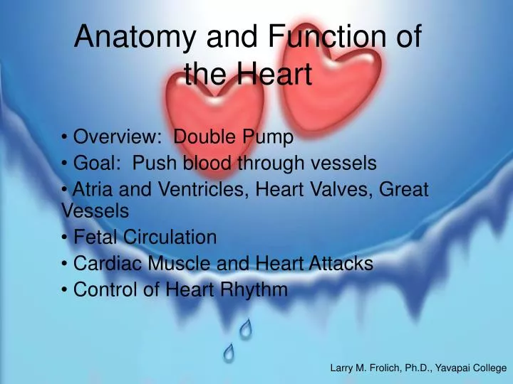 anatomy and function of the heart
