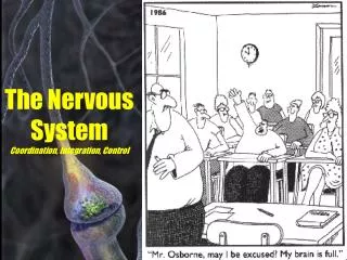 The Nervous System Coordination, Integration, Control
