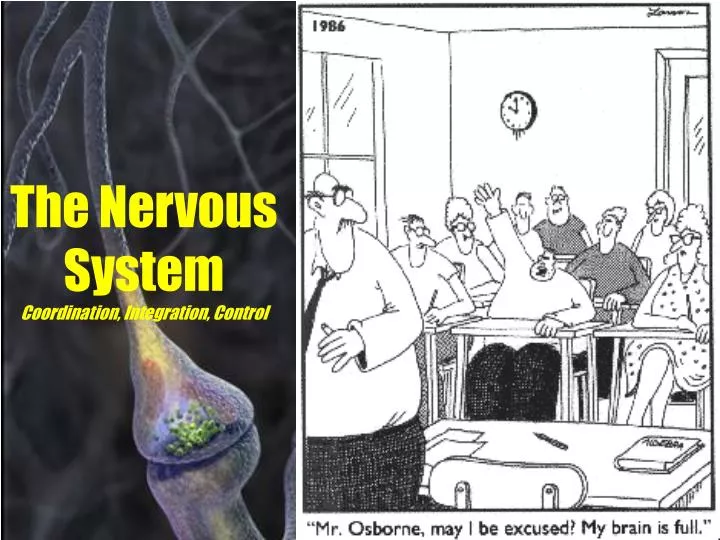 the nervous system coordination integration control