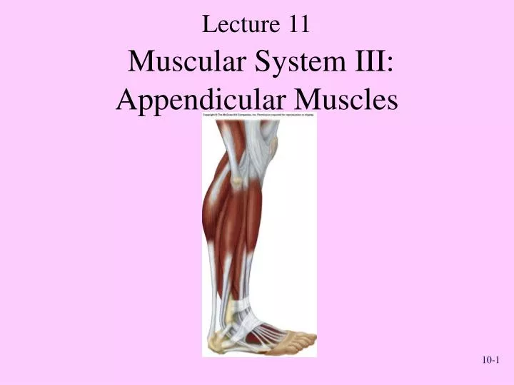 lecture 11 muscular system iii appendicular muscles