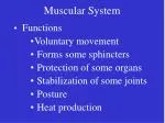 Muscular System - slide 1