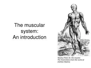 The muscular system: An introduction