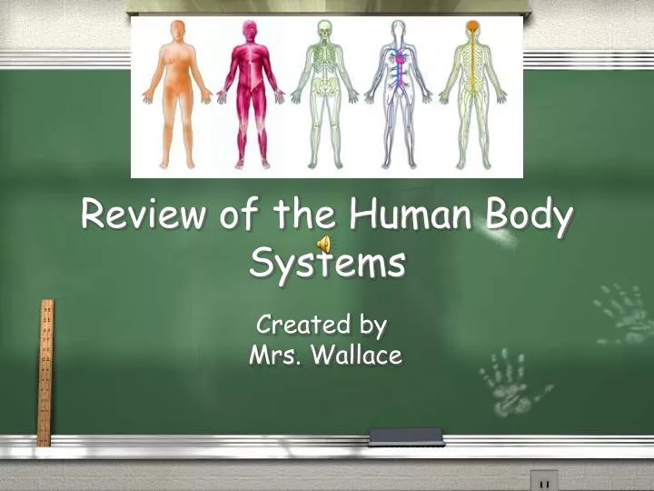 review of the human body systems