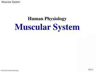 Human Physiology Muscular System