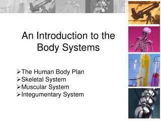 An Introduction to the Body Systems