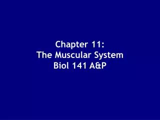 Chapter 11: The Muscular System Biol 141 A&amp;P
