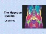 The Muscular System - slide 1