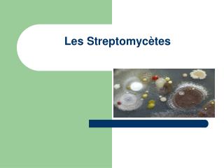 les streptomyc tes