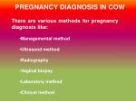 PREGNANCY DIAGNOSIS IN COW - slide 1
