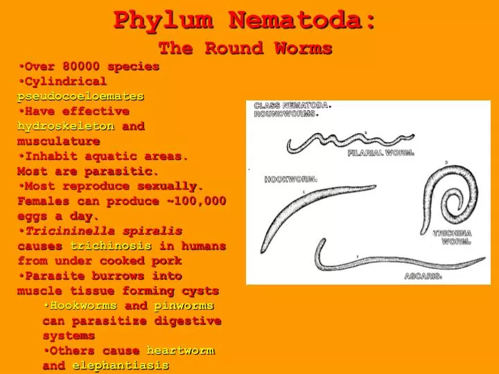 phylum nematoda the round worms