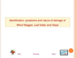 Identification, symptoms and nature of damage of Whorl Maggot, Leaf folder and Hispa