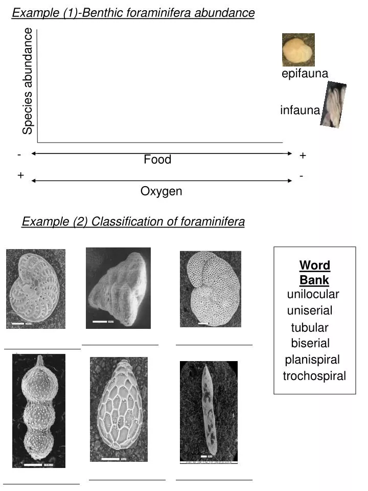 example 2 classification of foraminifera