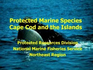 Protected Marine Species Cape Cod and the Islands