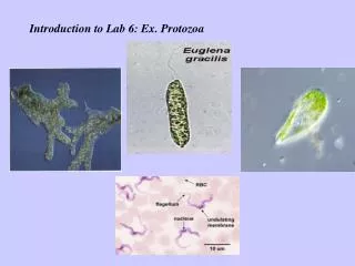 Introduction to Lab 6: Ex. Protozoa