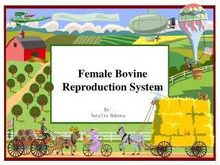 Female Bovine Reproduction System