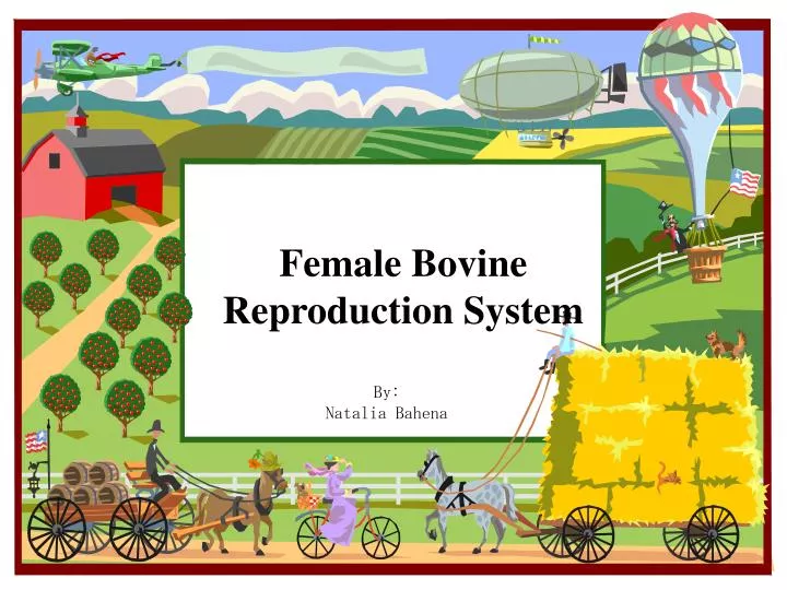 female bovine reproduction system