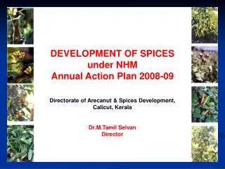 DEVELOPMENT OF SPICES under NHM Annual Action Plan 2008-09