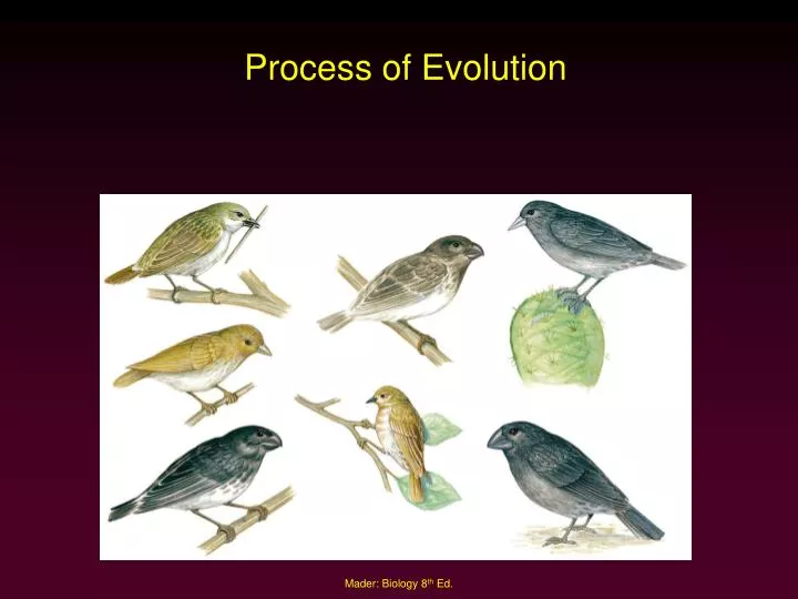 process of evolution