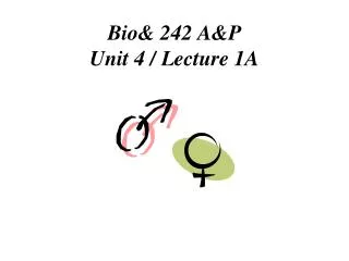 Bio&amp; 242 A&amp;P Unit 4 / Lecture 1A