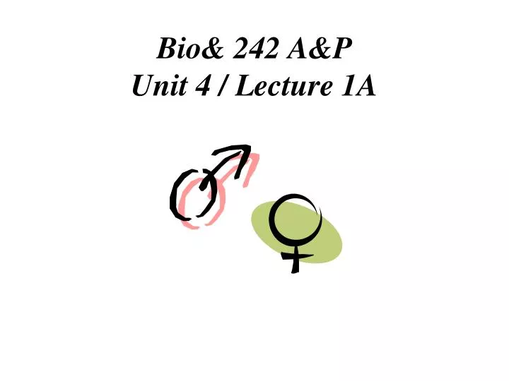 bio 242 a p unit 4 lecture 1a