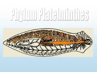 Phylum Platelminthes
