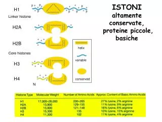 ISTONI altamente conservate, proteine piccole, basiche