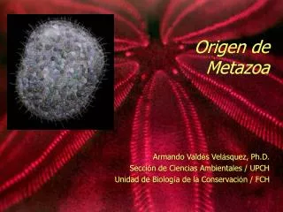 Origen de Metazoa