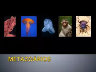 metazo rios