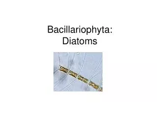 Bacillariophyta: Diatoms