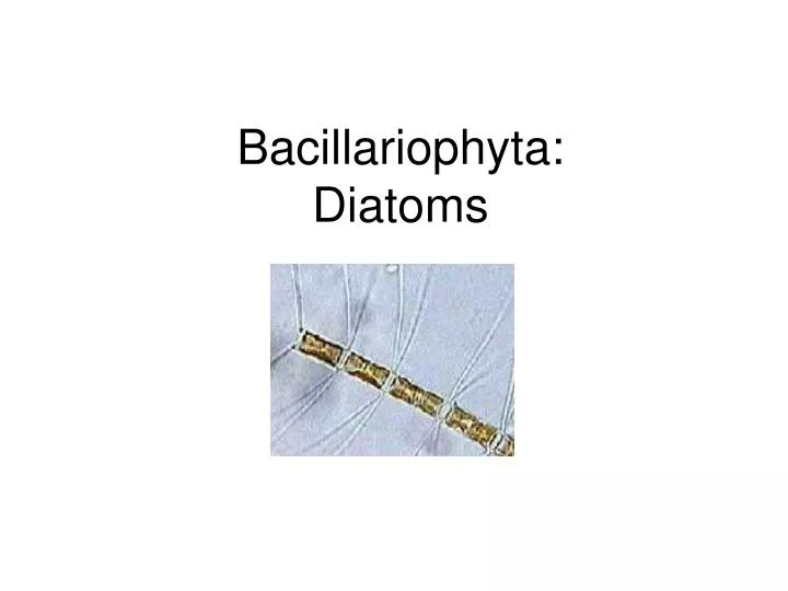 bacillariophyta diatoms
