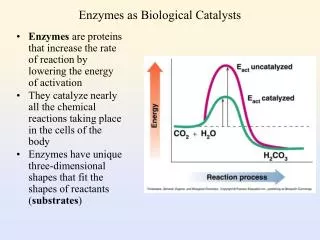 Enzymes as Biological Catalysts