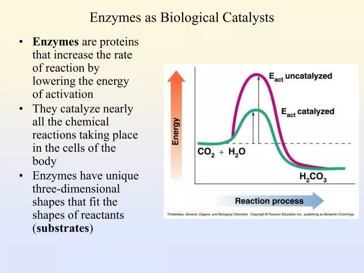 enzymes as biological catalysts