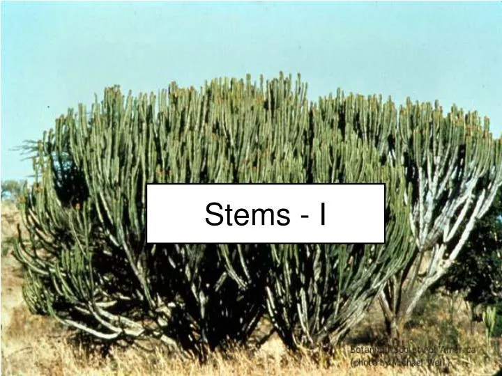 stems i