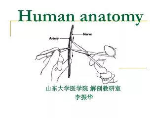 Human anatomy