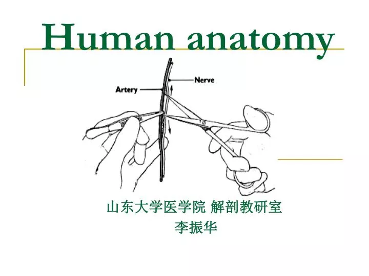 human anatomy