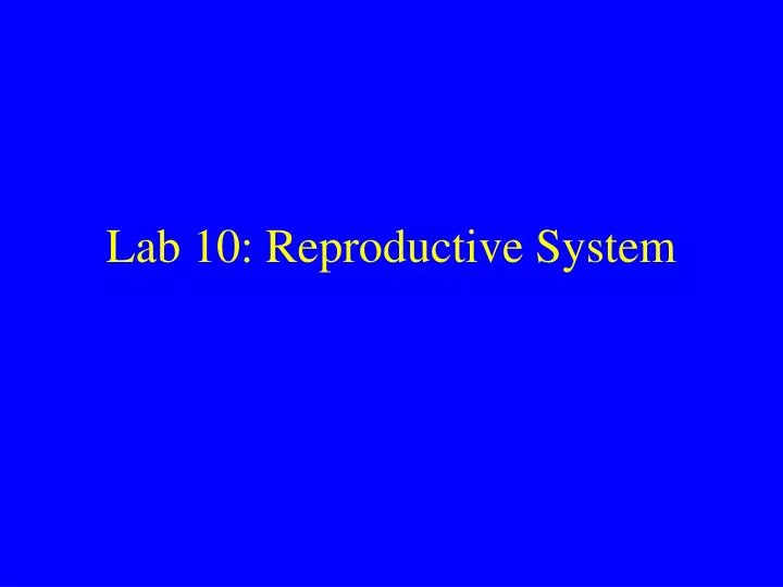 lab 10 reproductive system
