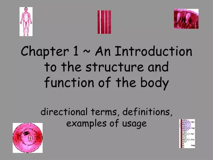 chapter 1 an introduction to the structure and function of the body